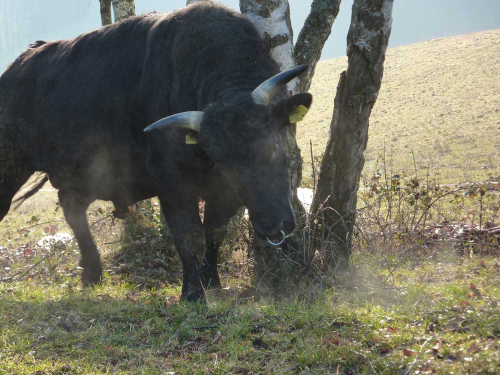 Informationen über das WAGYU RIND - Jakobe Bio Wagyu