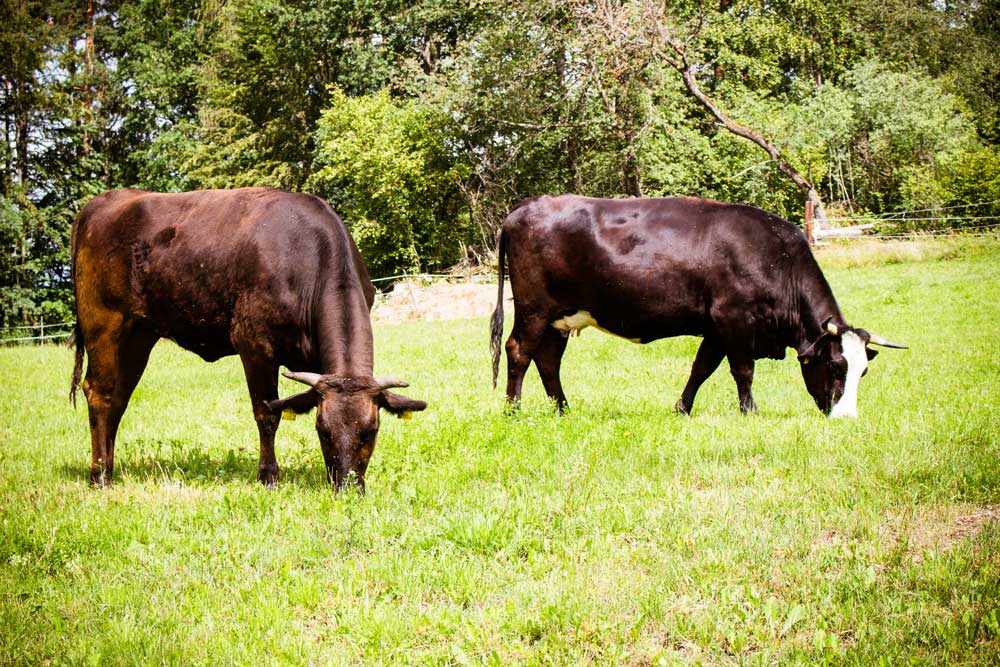 Informationen über das WAGYU RIND - Jakobe Bio Wagyu